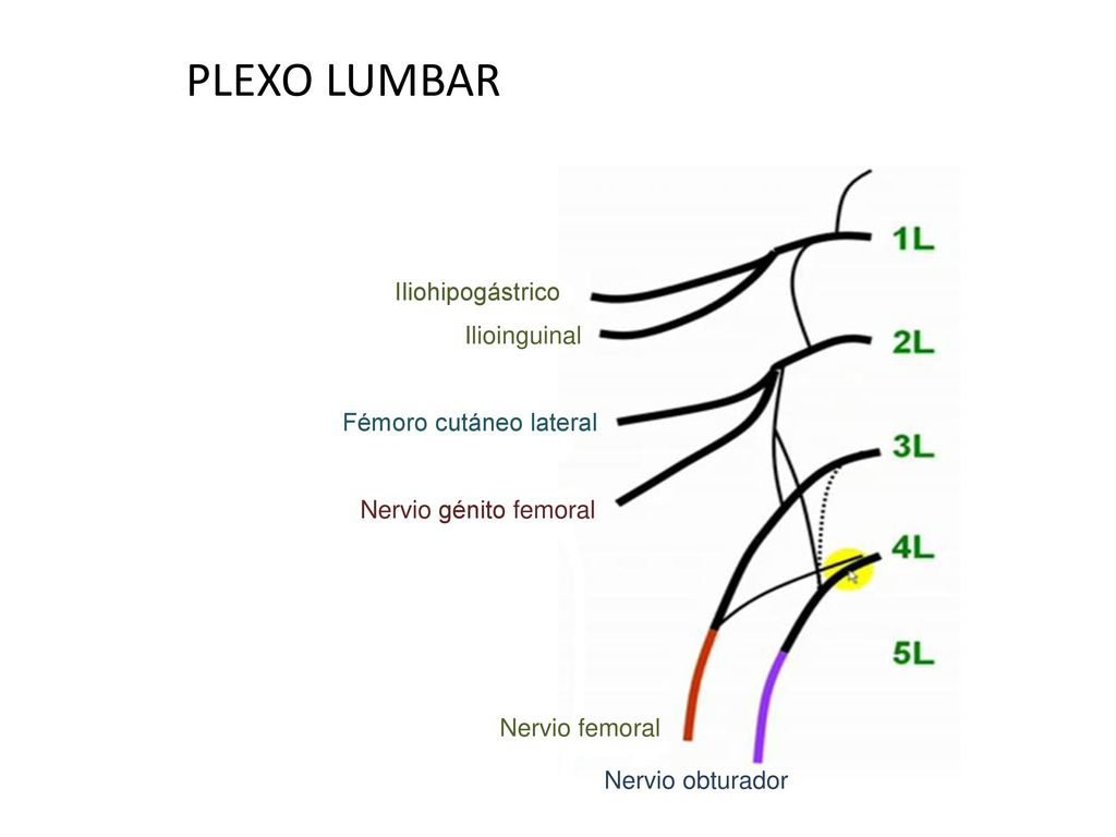 Nervios miembro inferior anatomia Nervios miembro inferior anatomia